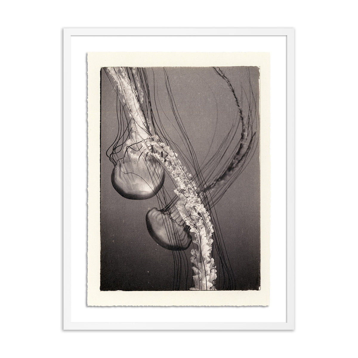 a framed picture of a jellyfish