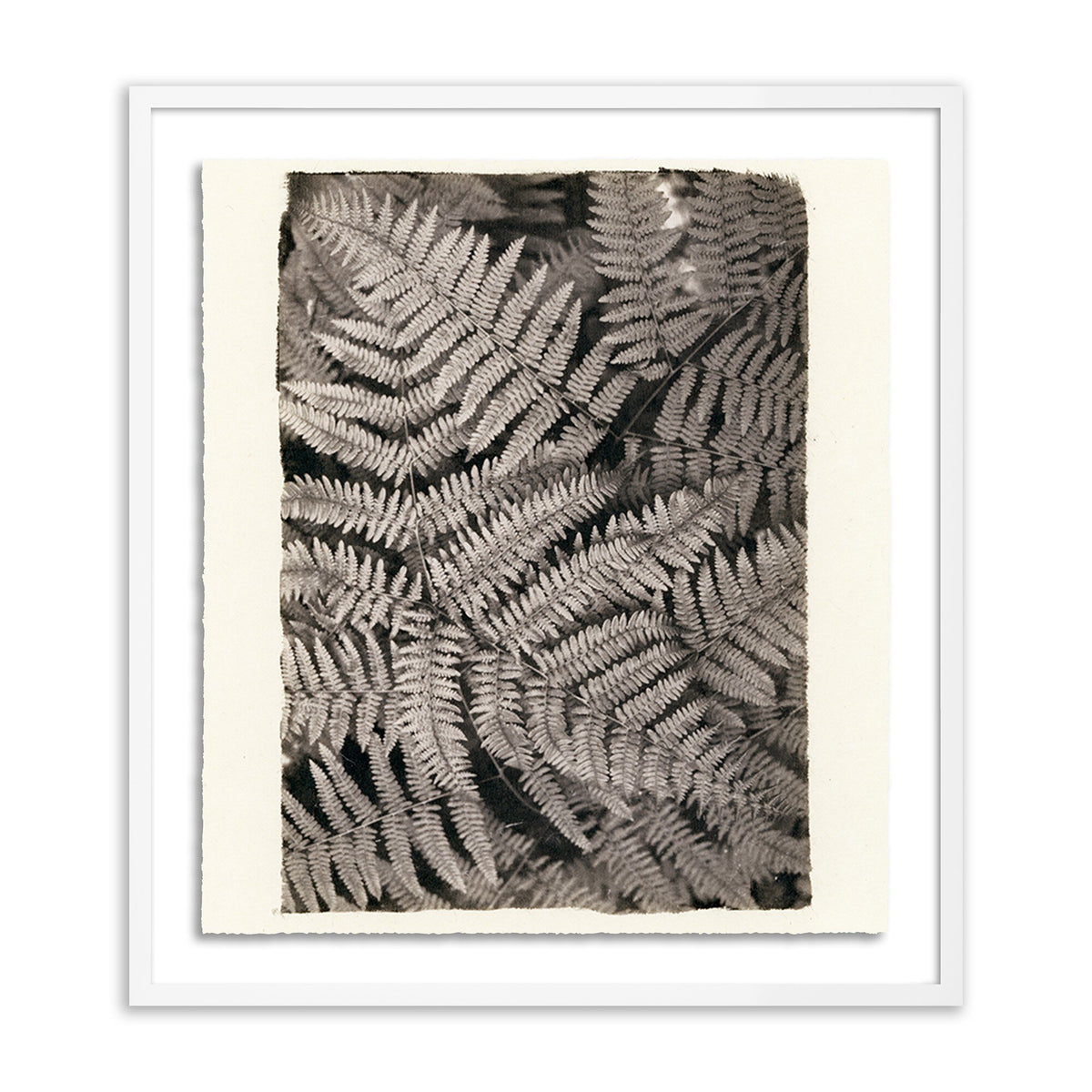 Fern By Platinum Revival