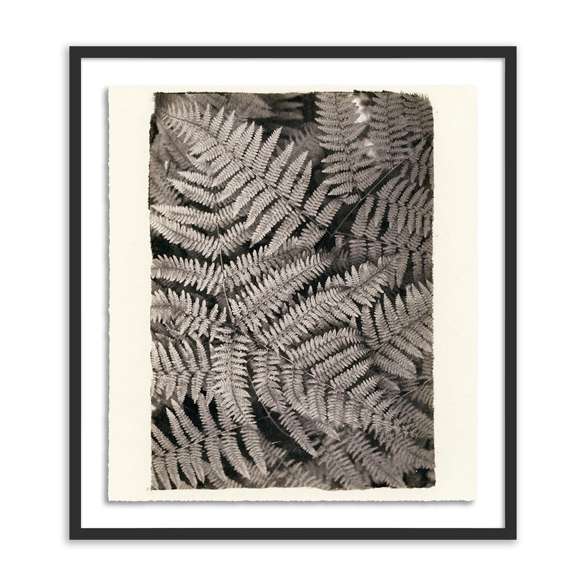 Fern By Platinum Revival