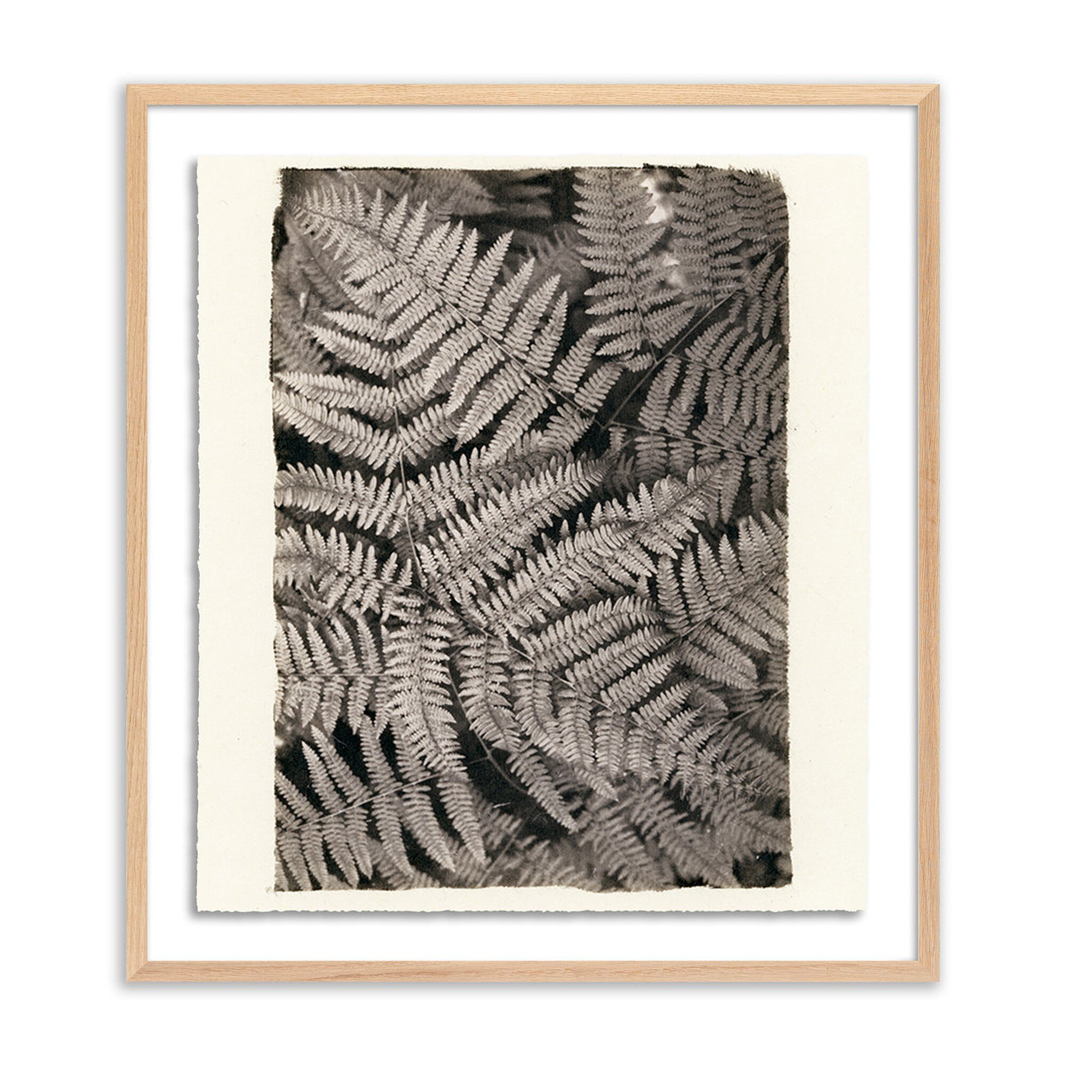 Fern By Platinum Revival