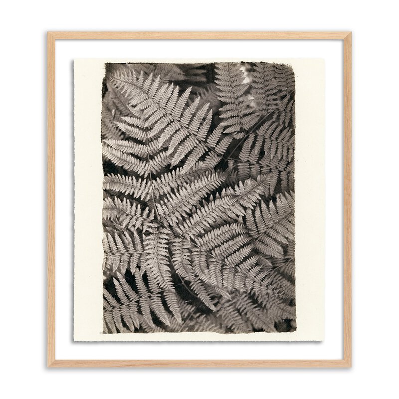 Fern By Platinum Revival