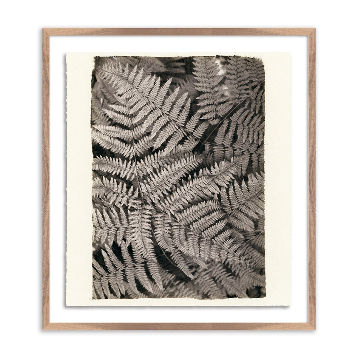a framed picture of a fern