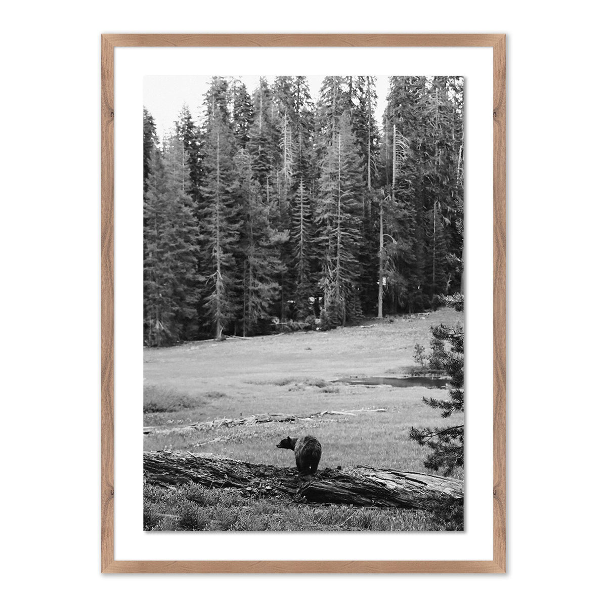 Don'T Feed The Bears By Wesley And Emma Teague
