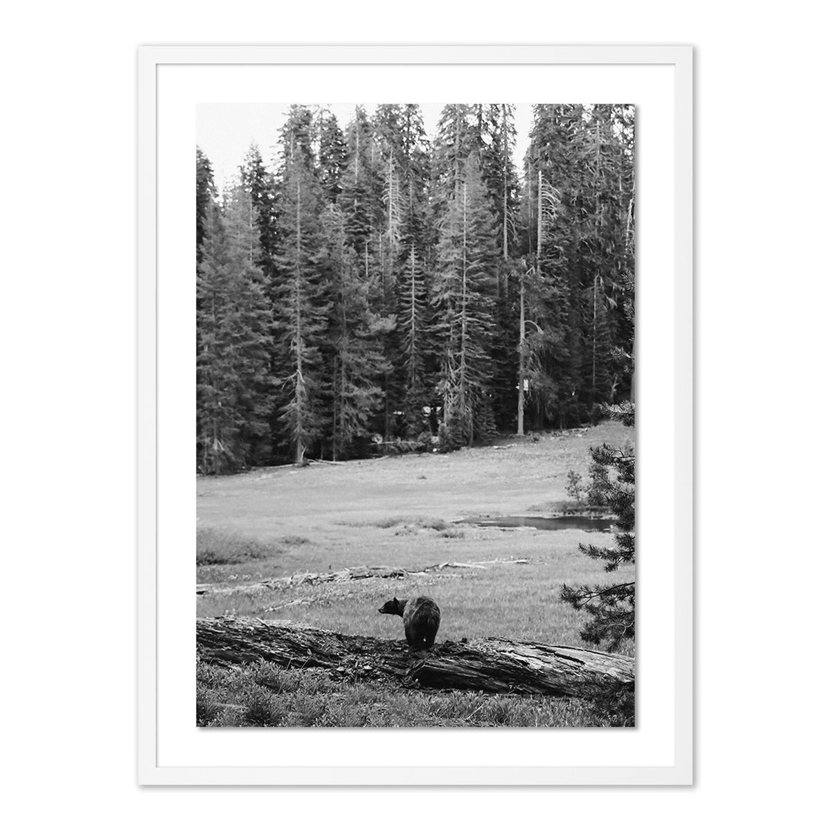 Don'T Feed The Bears By Wesley And Emma Teague - Four Hands (FH-15201)