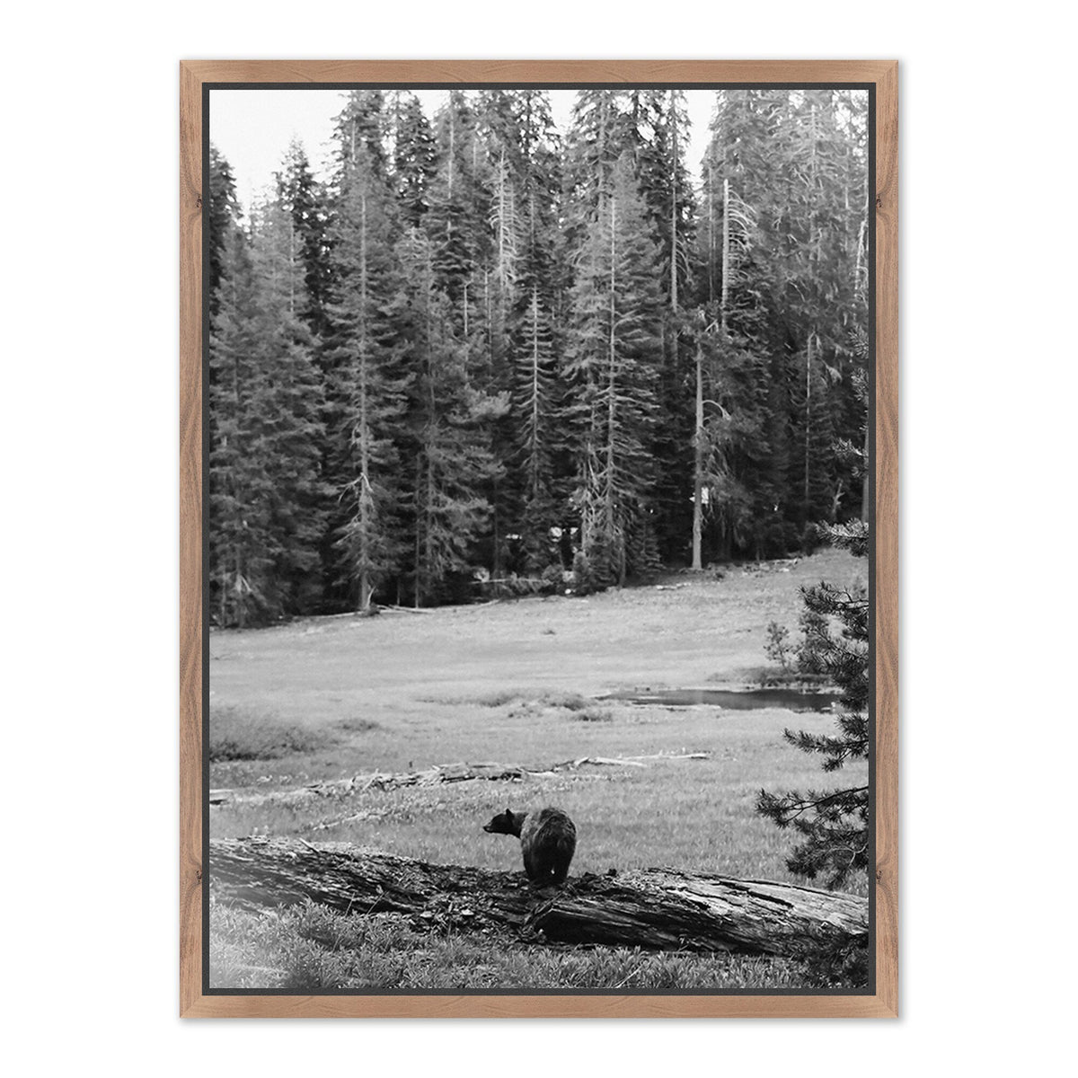 Don'T Feed The Bears By Wesley And Emma Teague