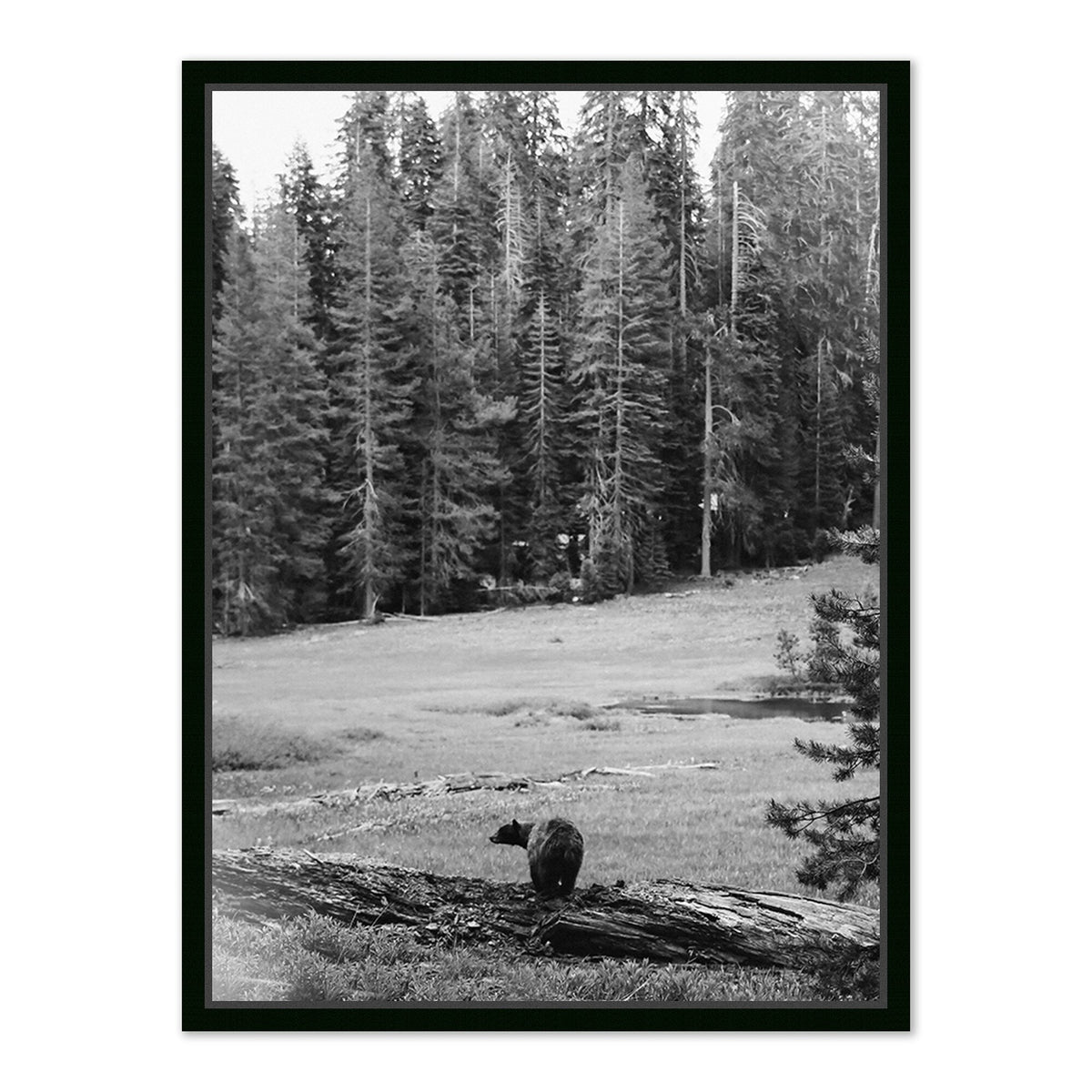 Don'T Feed The Bears By Wesley And Emma Teague