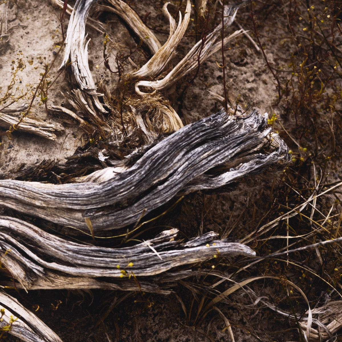 Bough By Shade Degges - Four Hands (249826-001)