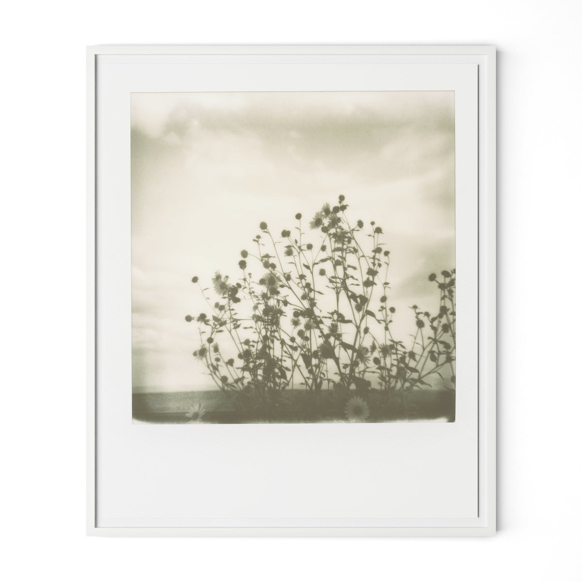 Sunflowers By Darden Smith