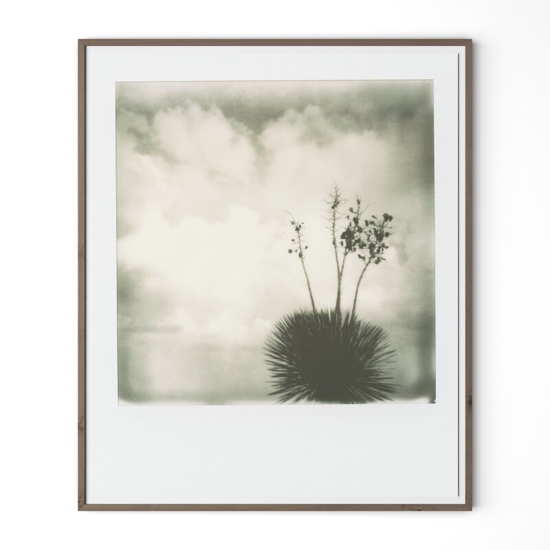 Yucca By Darden Smith