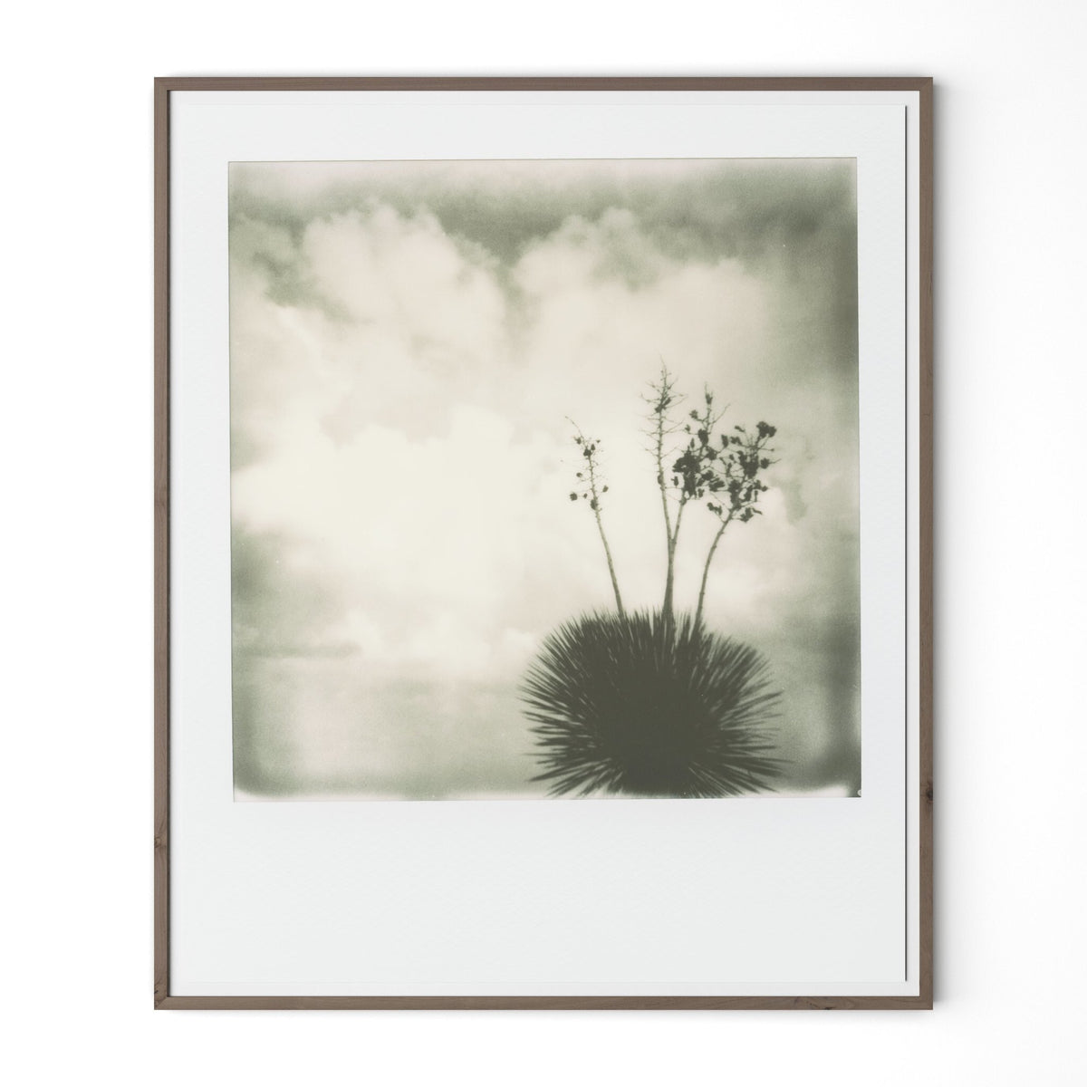 a framed picture of a plant