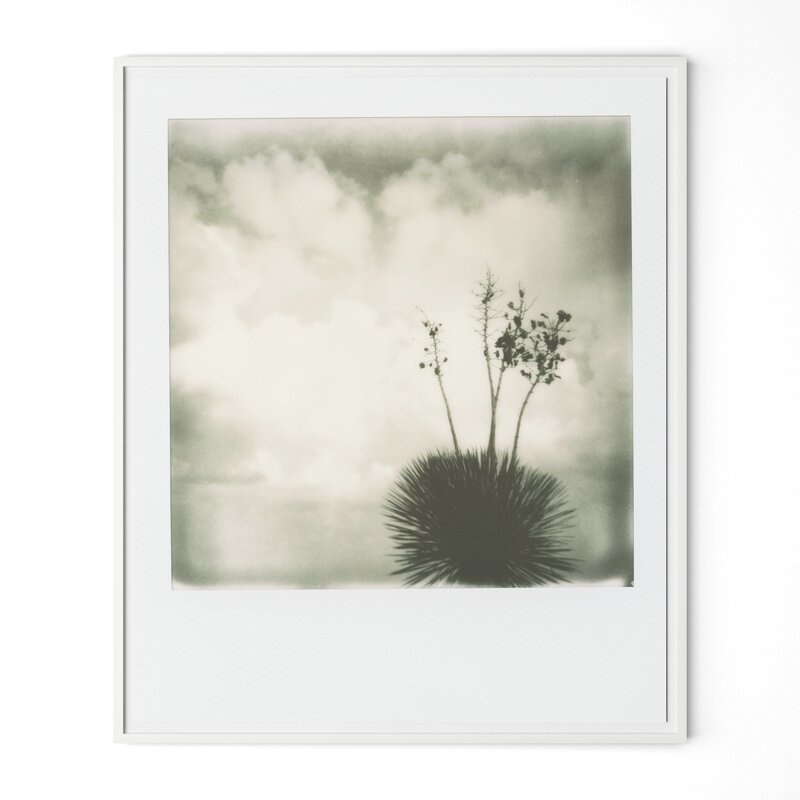 Yucca By Darden Smith