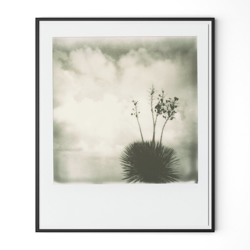Yucca By Darden Smith