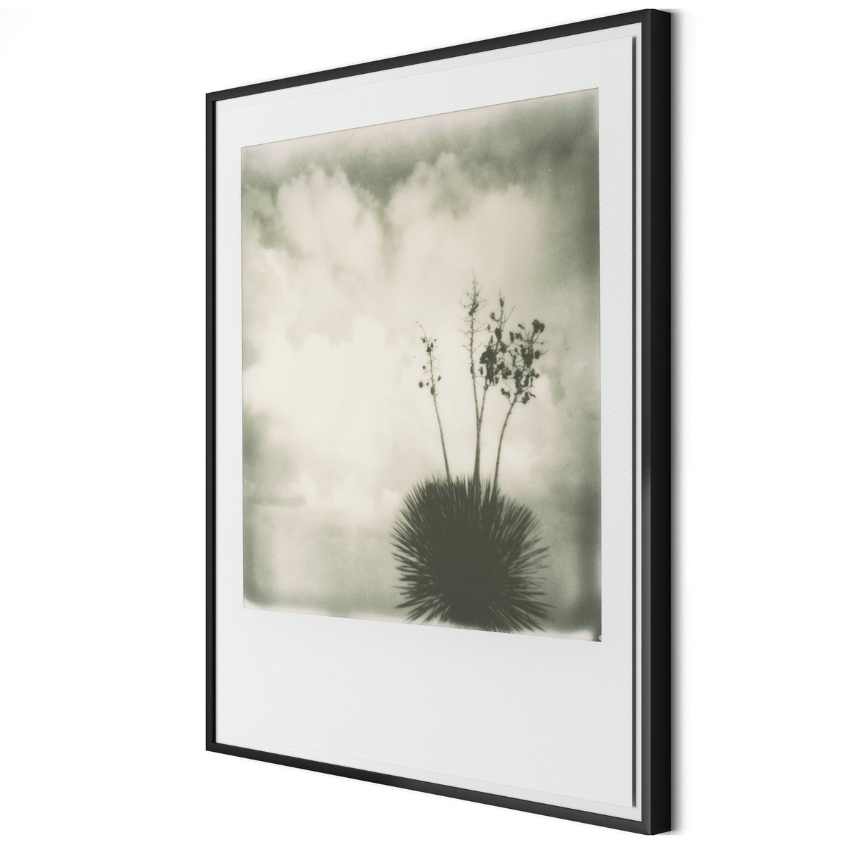 Yucca By Darden Smith