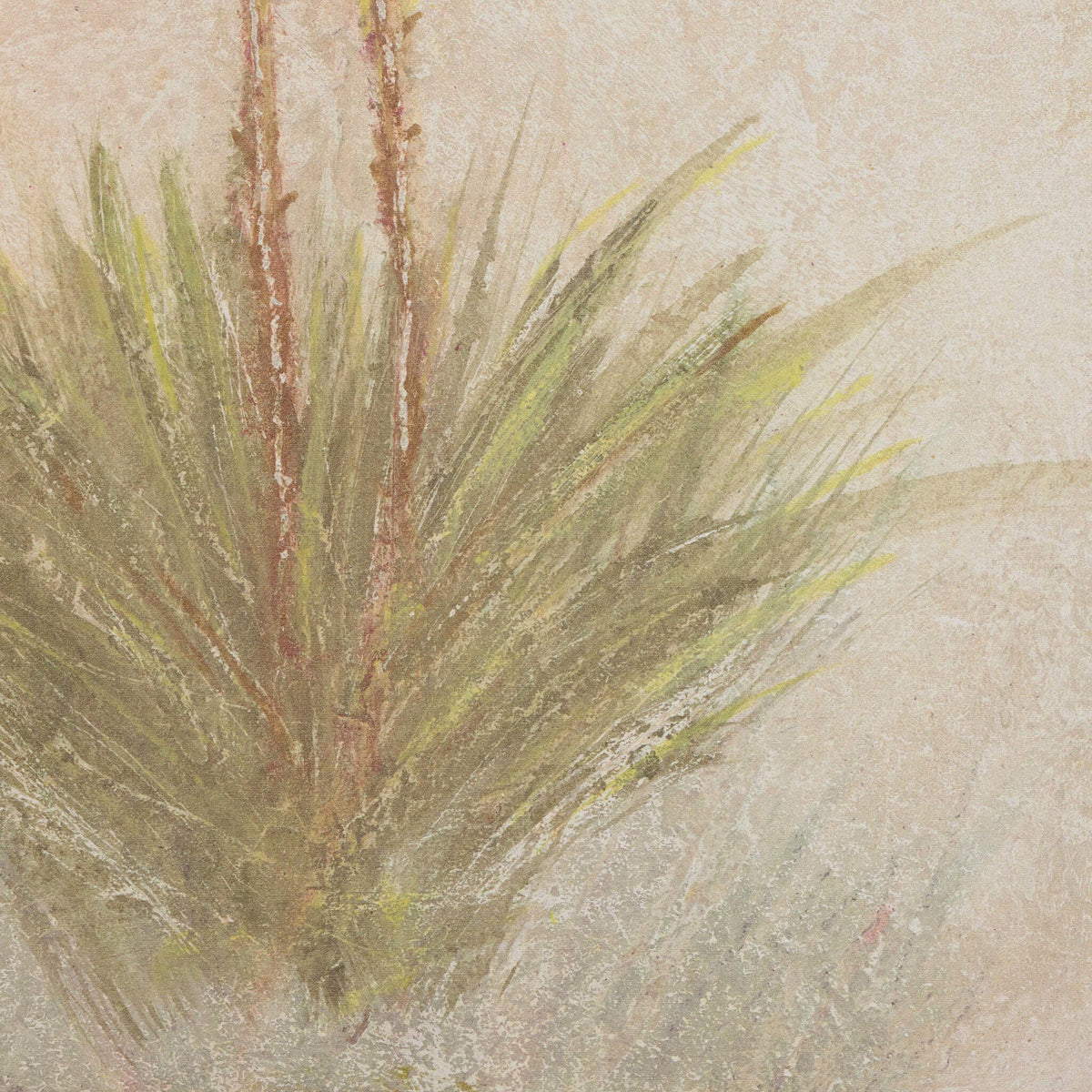 Yucca By Paul Meyer
