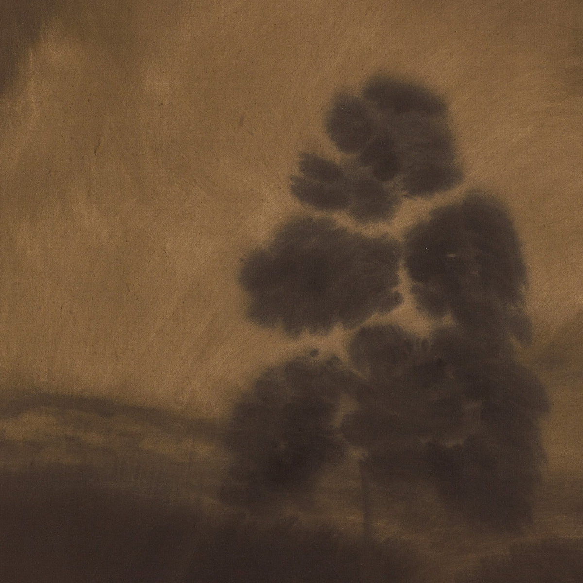 a shadow of a tree on a brown surface