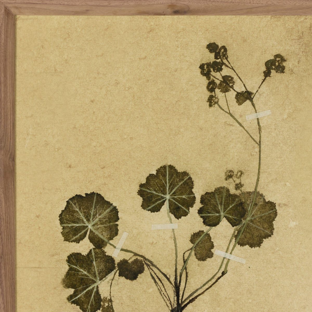 Petite Study No. Vi By Hannah Winters - Four Hands (253719-001)