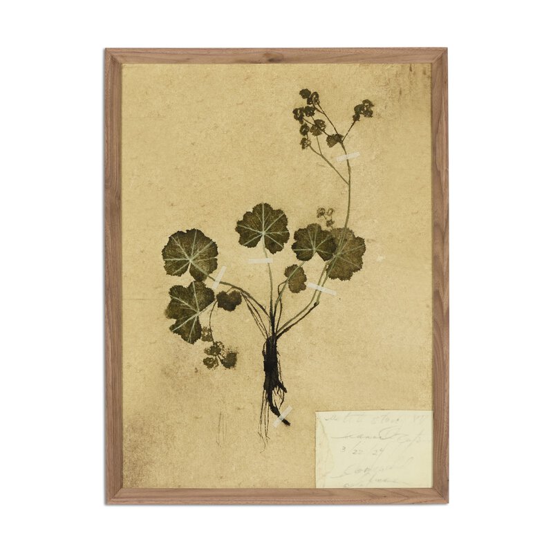 Petite Study No. Vi By Hannah Winters - Four Hands (253719-001)