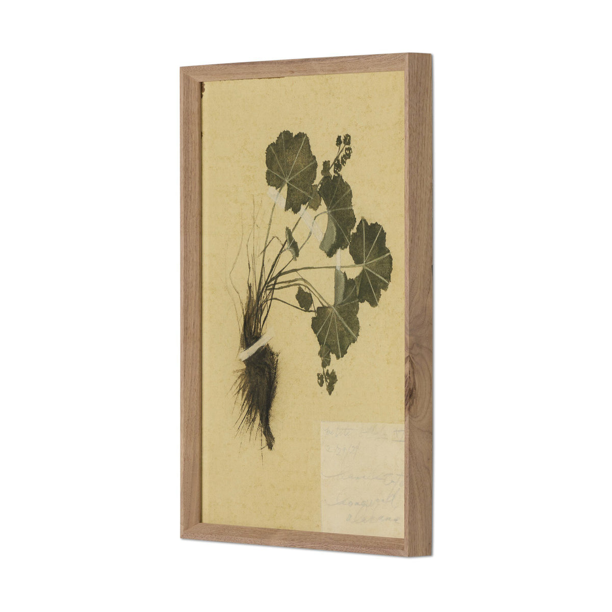 a framed picture of a plant