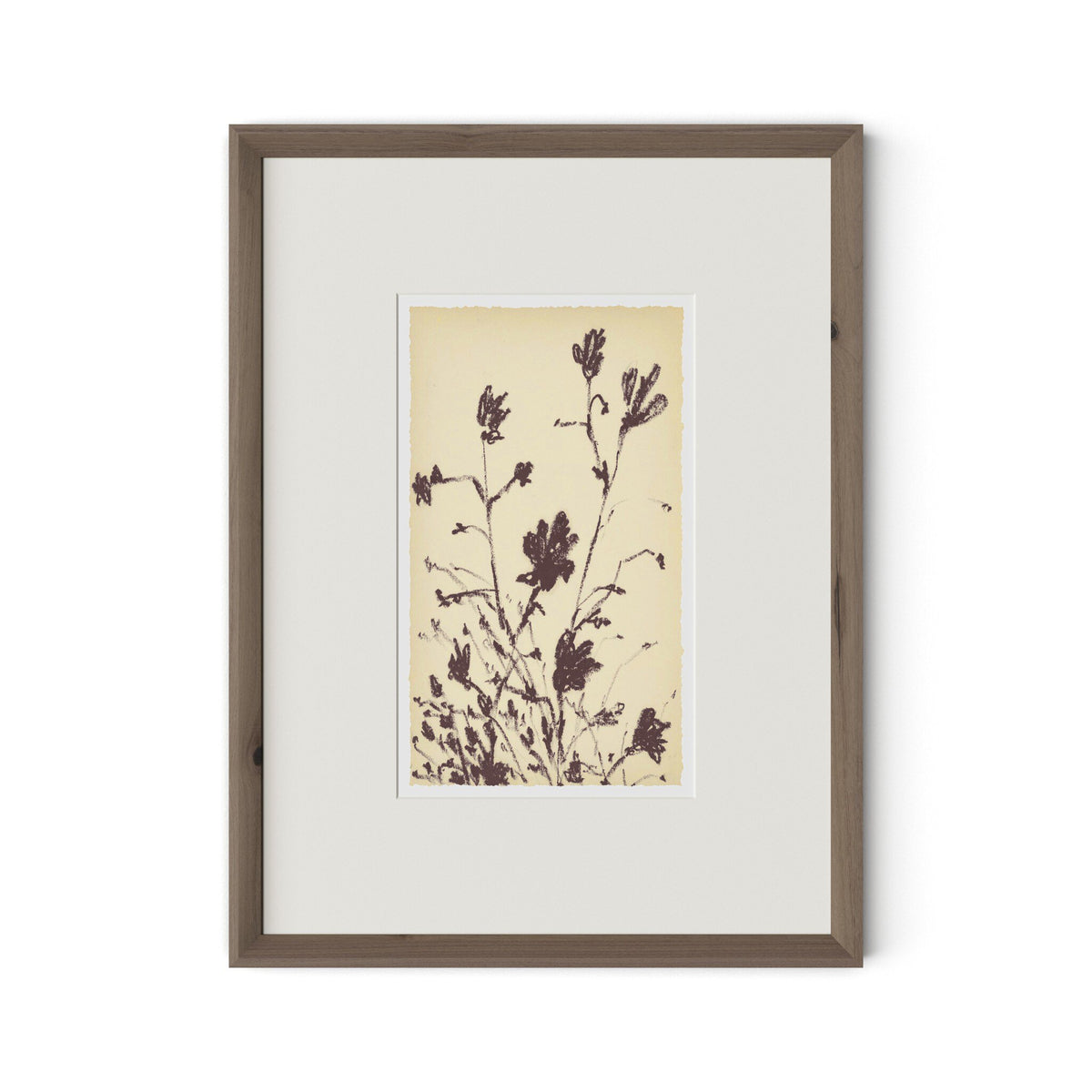 Meadow Rue No.3 By Shaina Page