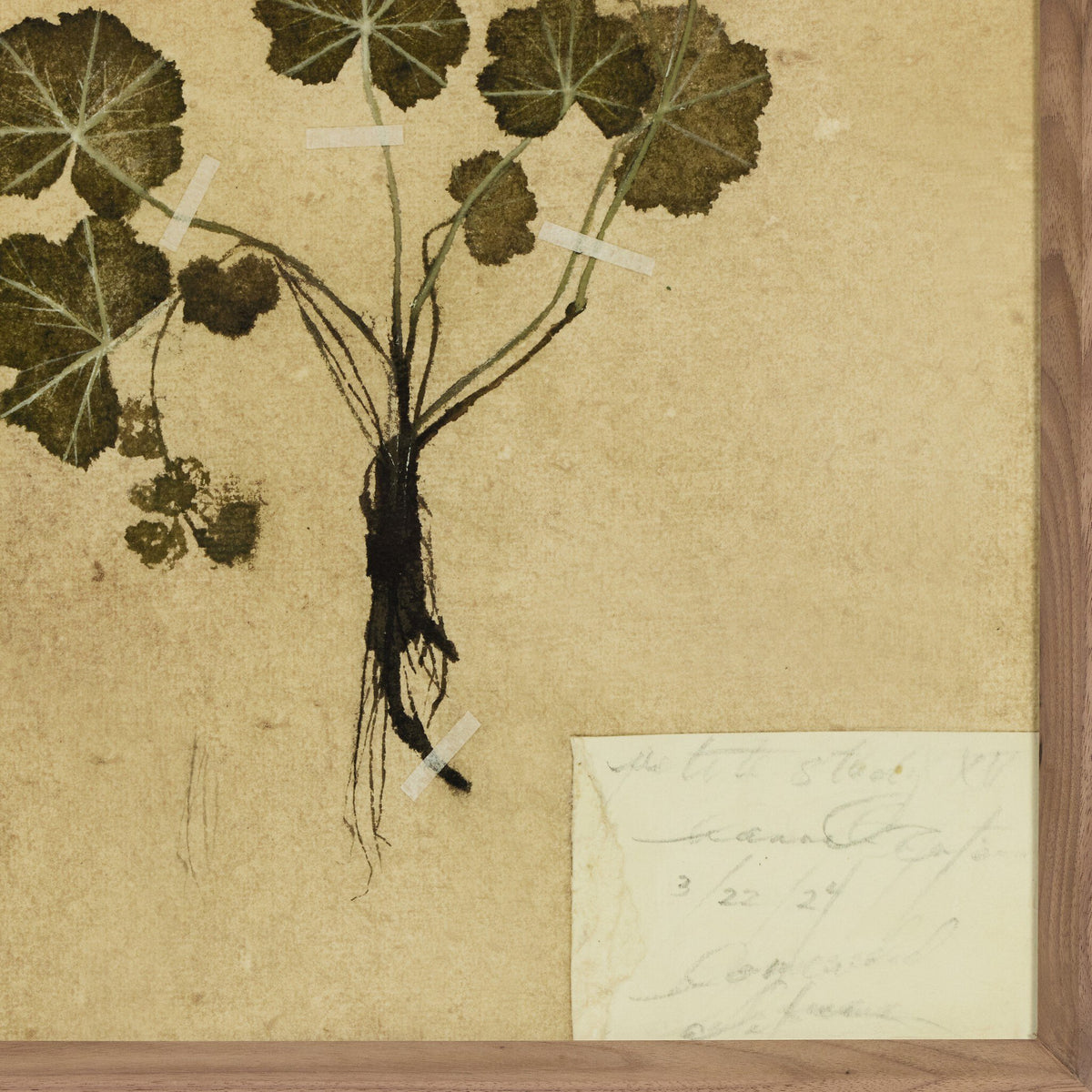 a framed picture of a plant