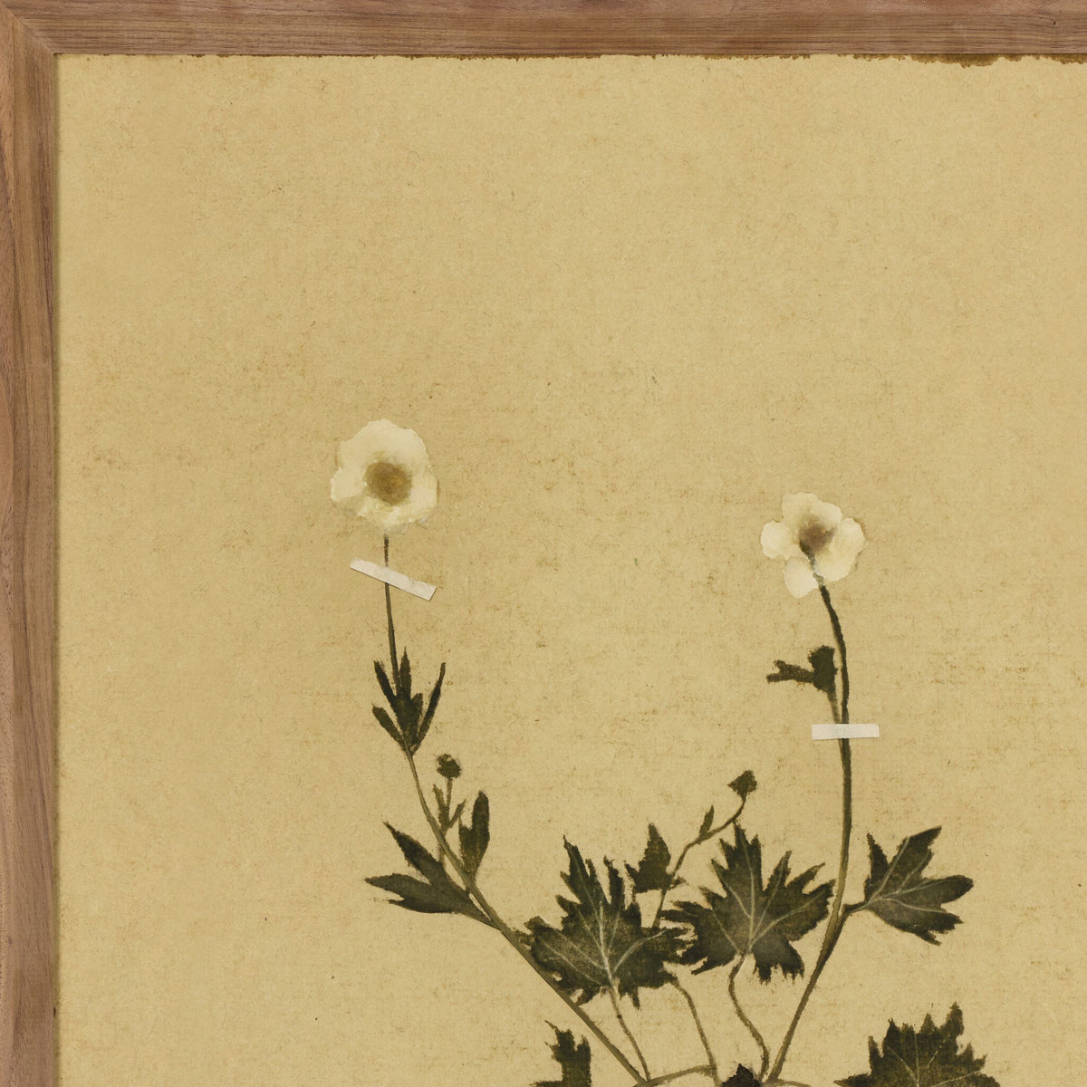 Petite Study Triptych By Hannah Winters