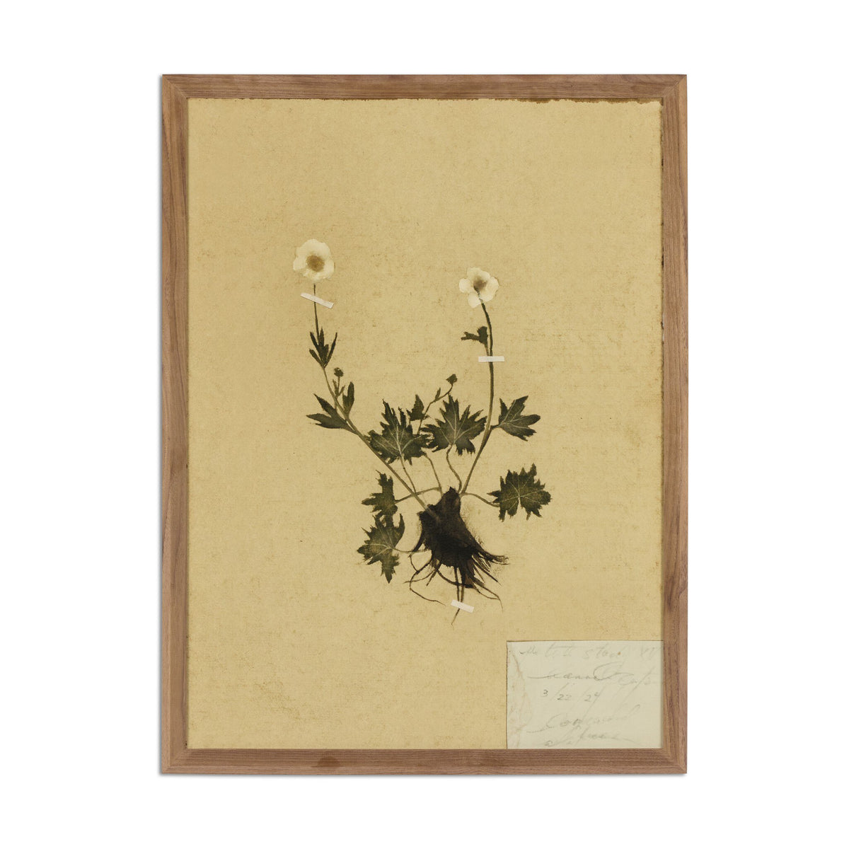 a framed picture of a plant