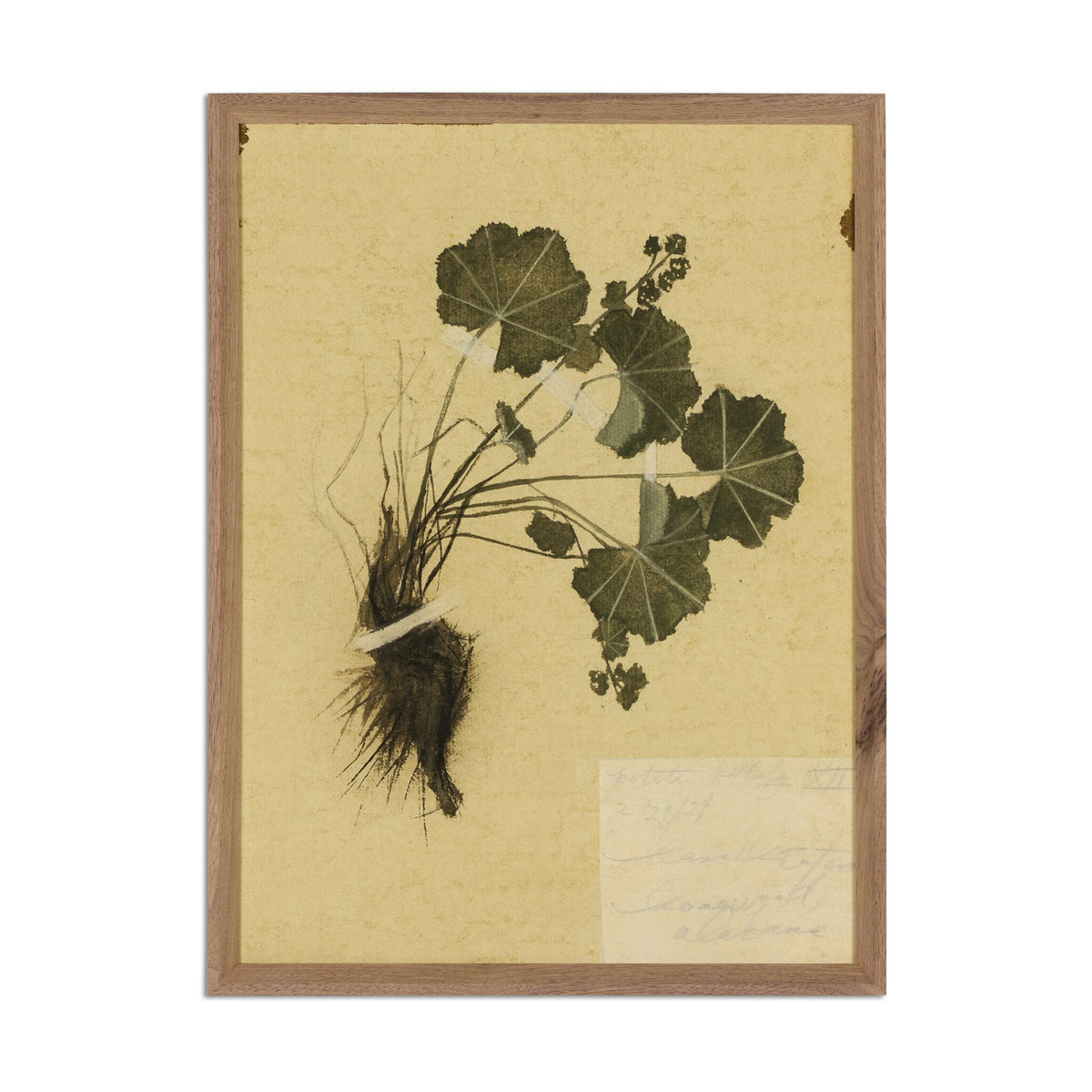 a framed picture of a plant