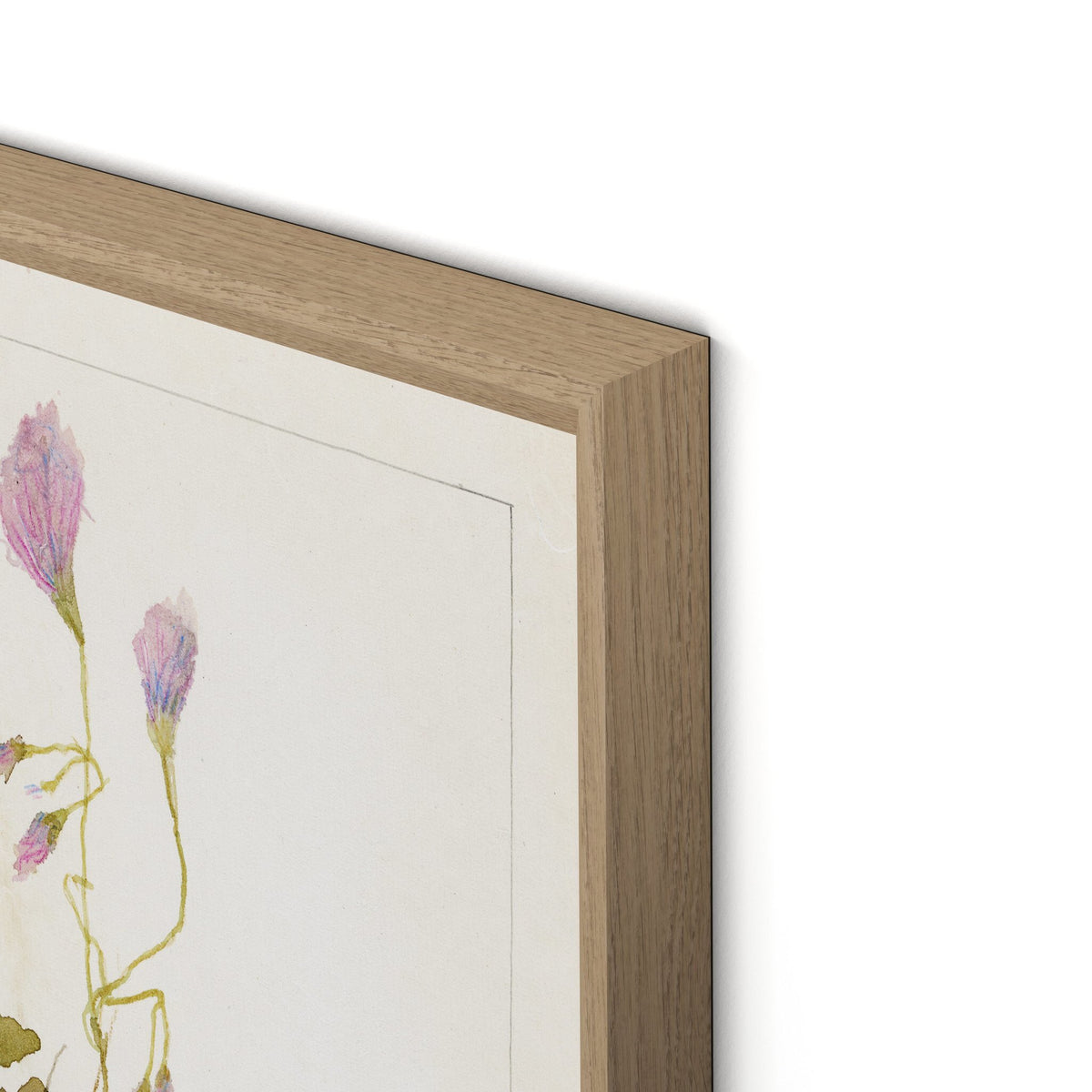 Oxalis Debilis No. 1 By Laurel-Dawn Latshaw