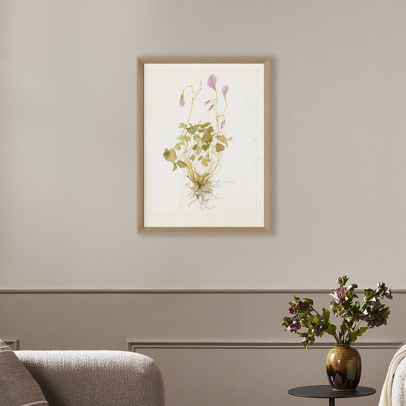 Oxalis Debilis No. 1 By Laurel-Dawn Latshaw