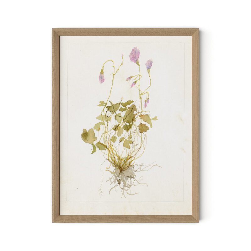 Oxalis Debilis No. 1 By Laurel-Dawn Latshaw - Four Hands (254405-002)