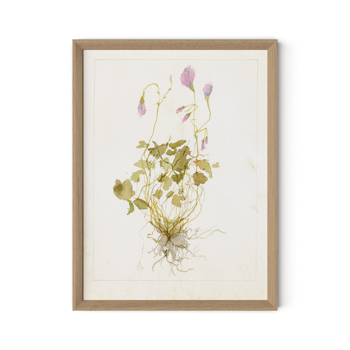 Oxalis Debilis No. 1 By Laurel-Dawn Latshaw