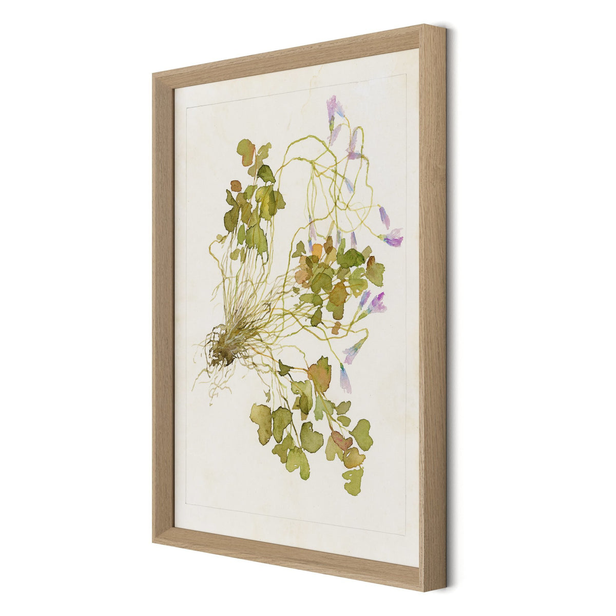 Oxalis Debilis No. 2 By Laurel-Dawn Latshaw