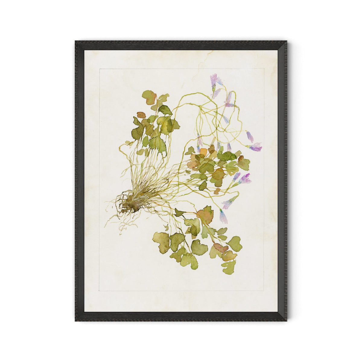 a framed picture of a plant