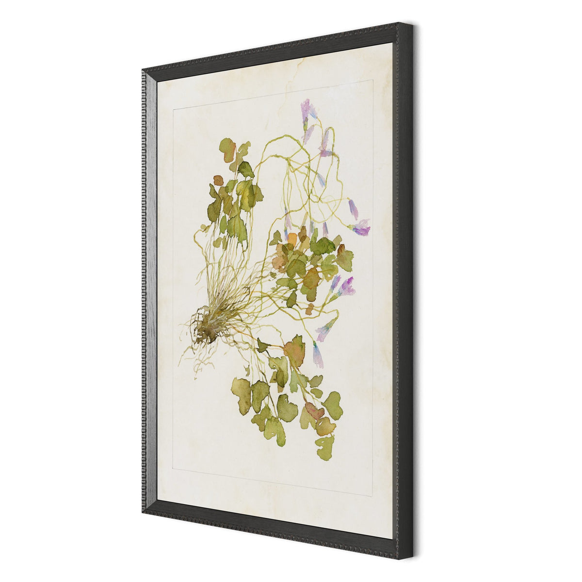 Oxalis Debilis No. 2 By Laurel-Dawn Latshaw