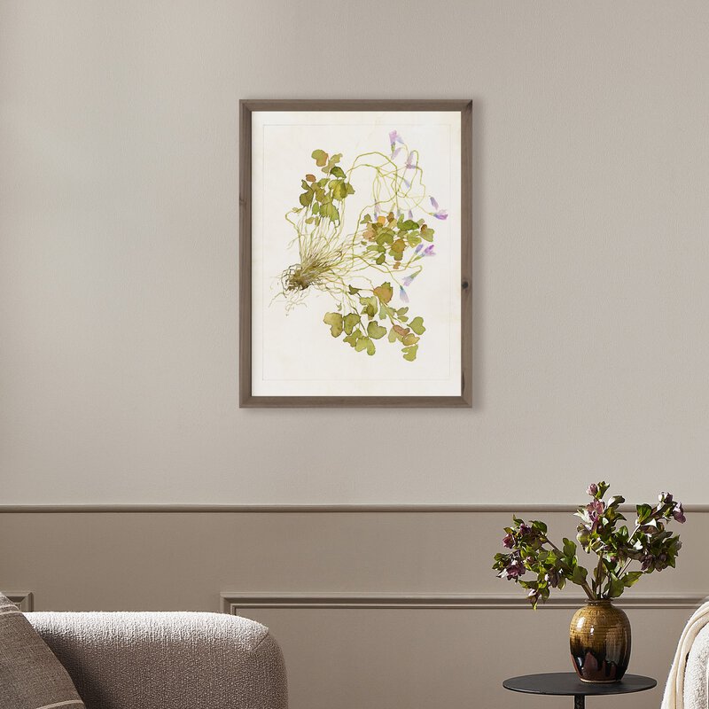 Oxalis Debilis No. 2 By Laurel-Dawn Latshaw