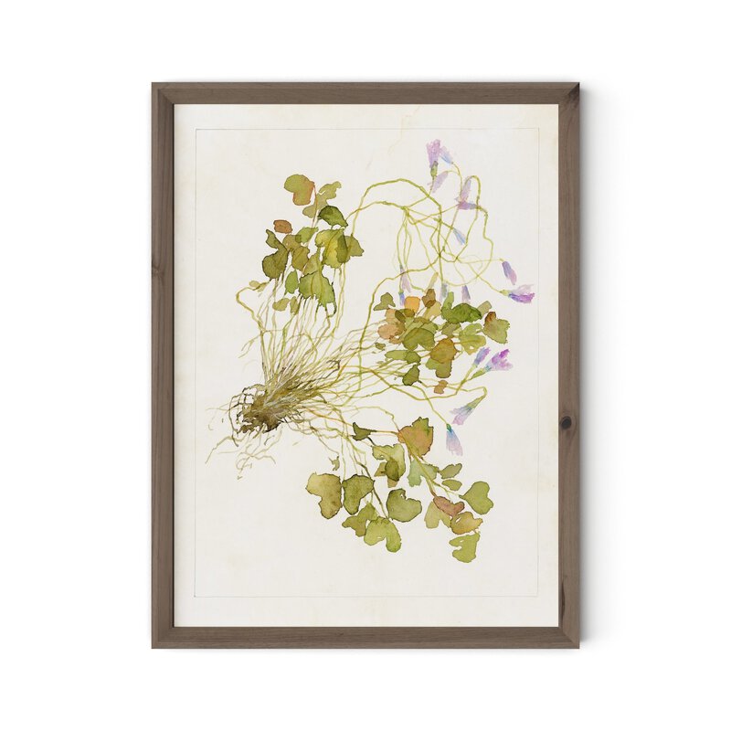 Oxalis Debilis No. 2 By Laurel-Dawn Latshaw