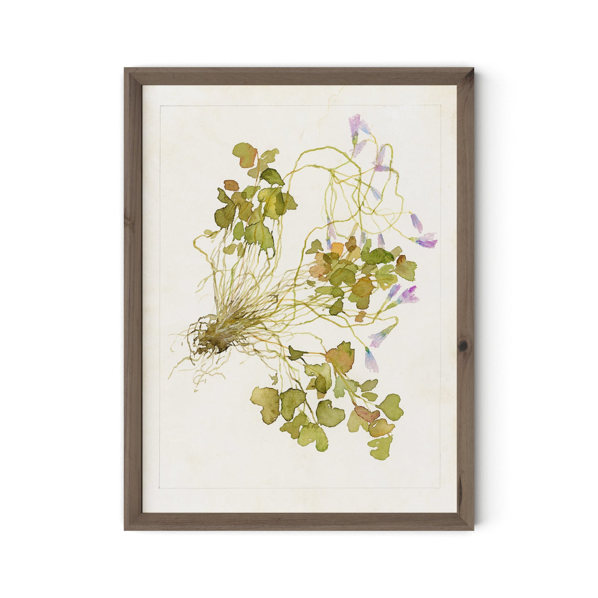 a picture of a plant
