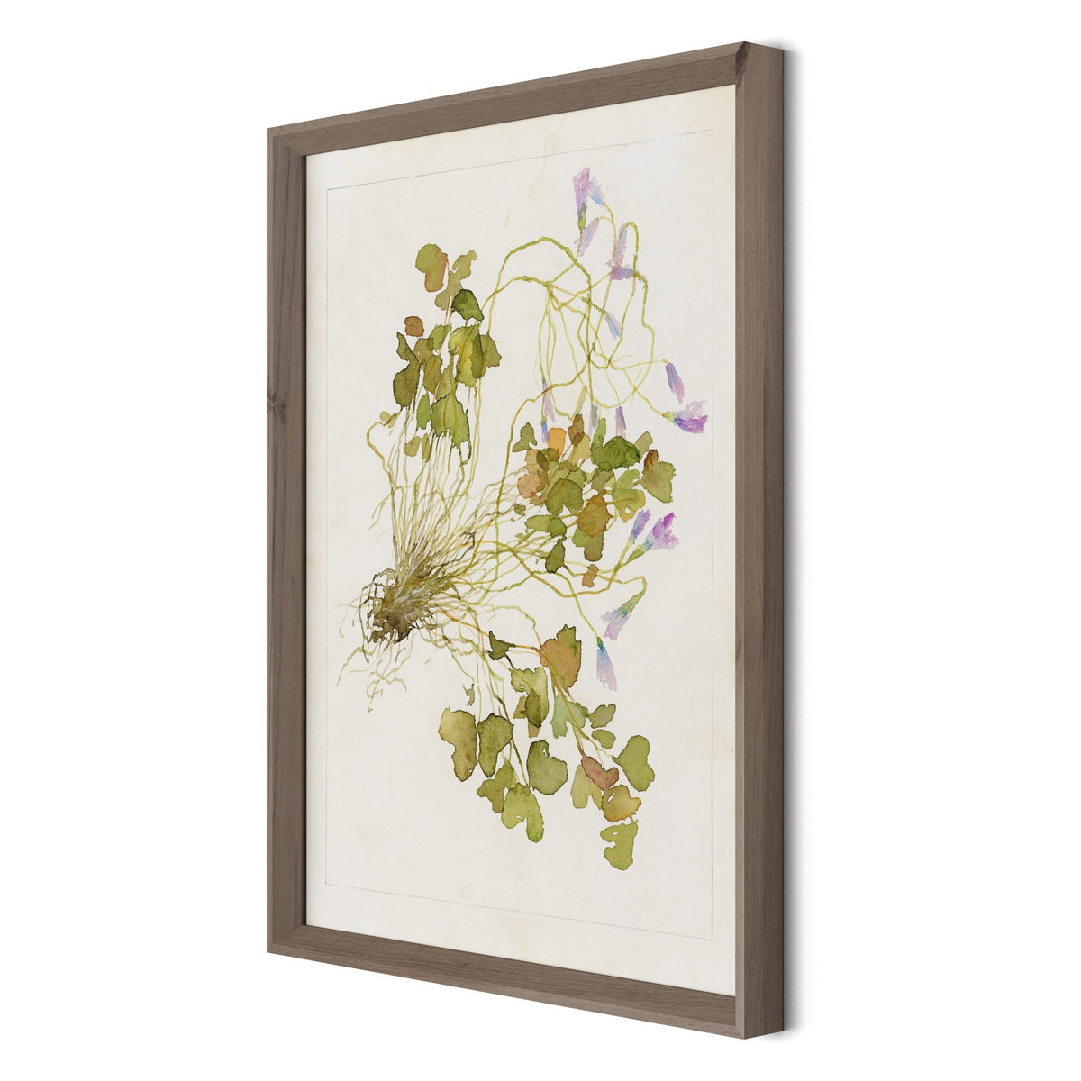 Oxalis Debilis No. 2 By Laurel-Dawn Latshaw