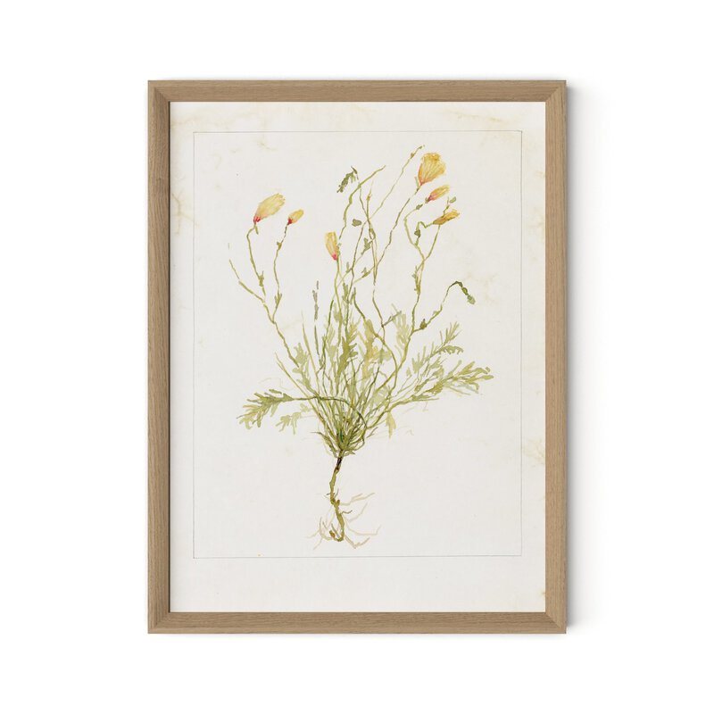 Papaveraceae No. 1 By Laurel-Dawn Latshaw - Four Hands (254407-003)