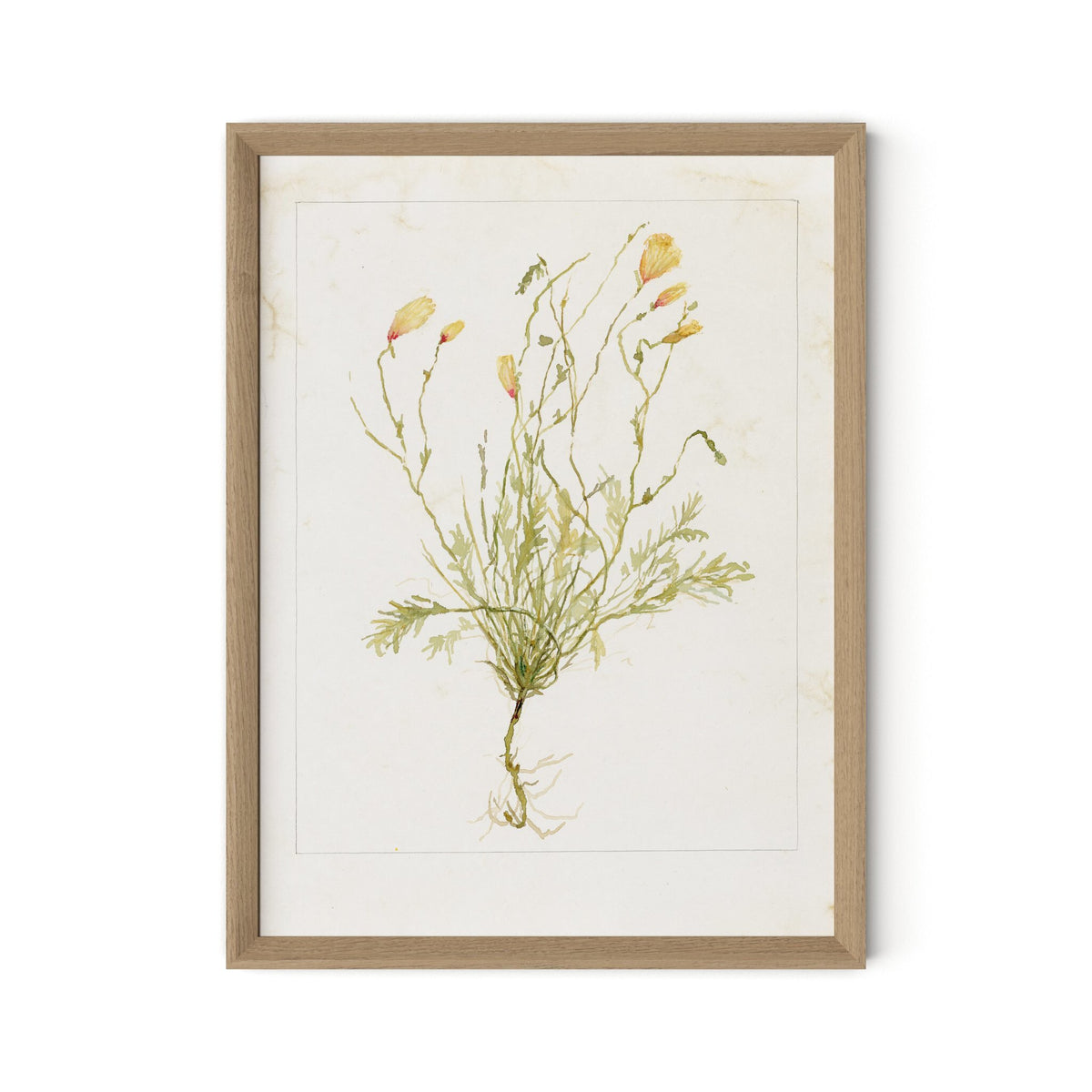 Papaveraceae No. 1 By Laurel-Dawn Latshaw - Four Hands (254407-003)