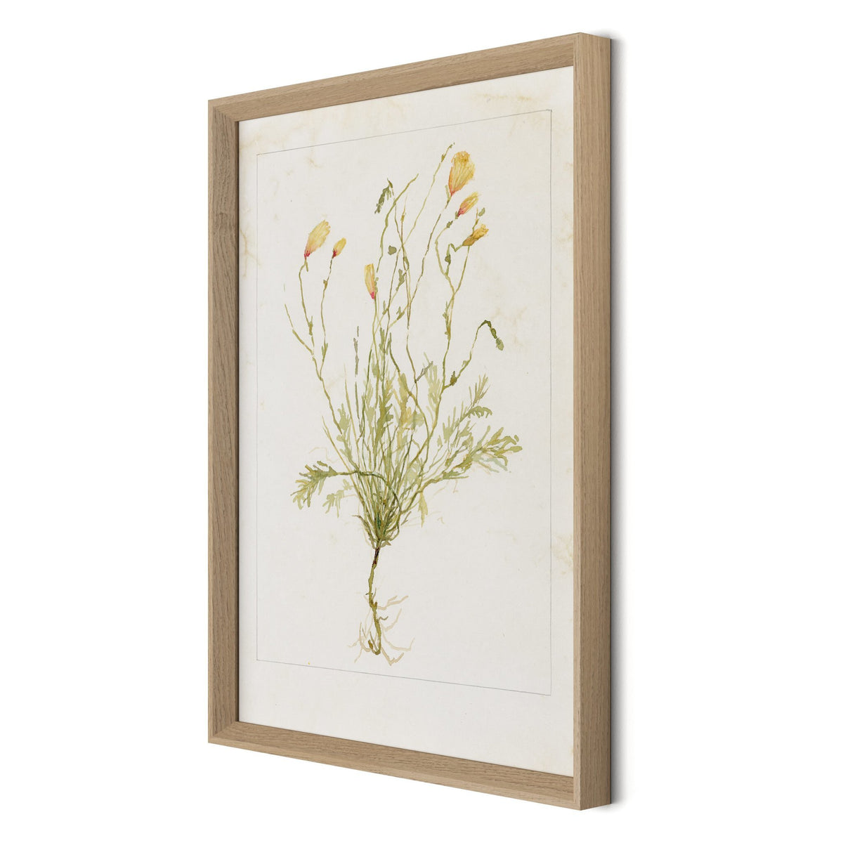Papaveraceae No. 1 By Laurel-Dawn Latshaw