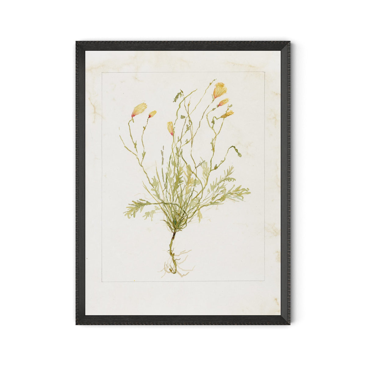 Papaveraceae No. 1 By Laurel-Dawn Latshaw