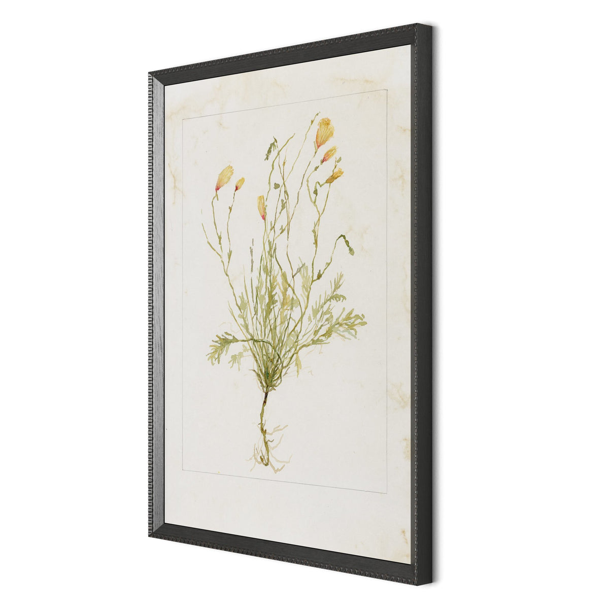 Papaveraceae No. 1 By Laurel-Dawn Latshaw