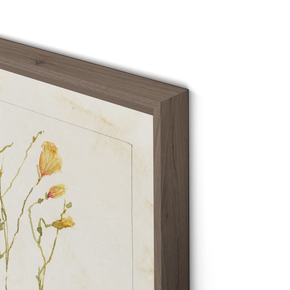 Papaveraceae No. 1 By Laurel-Dawn Latshaw