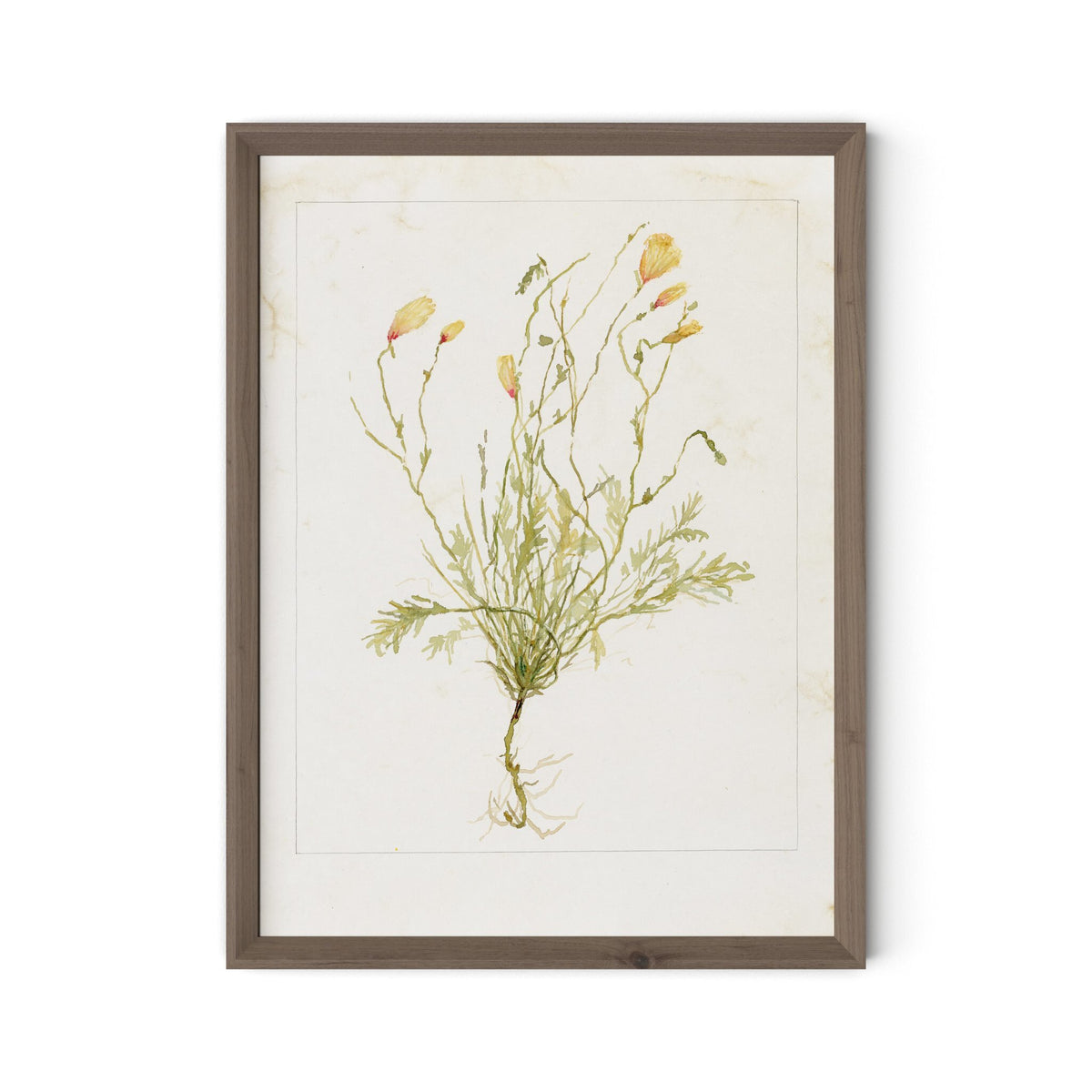 Papaveraceae No. 1 By Laurel-Dawn Latshaw - Four Hands (254407-003)