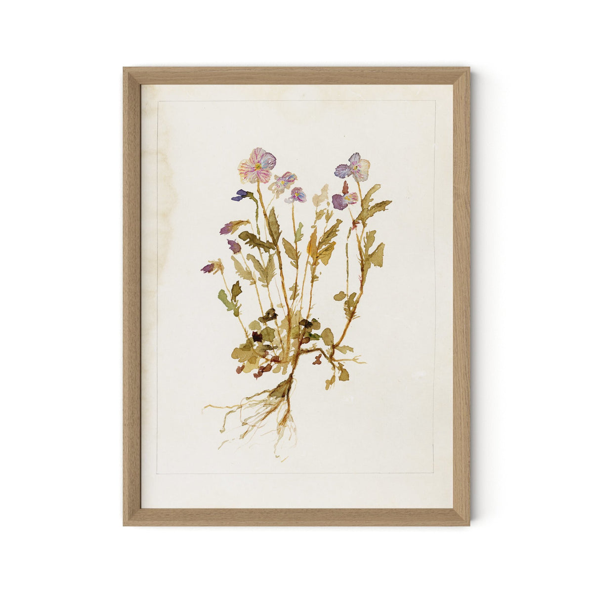 a picture of a plant with purple flowers