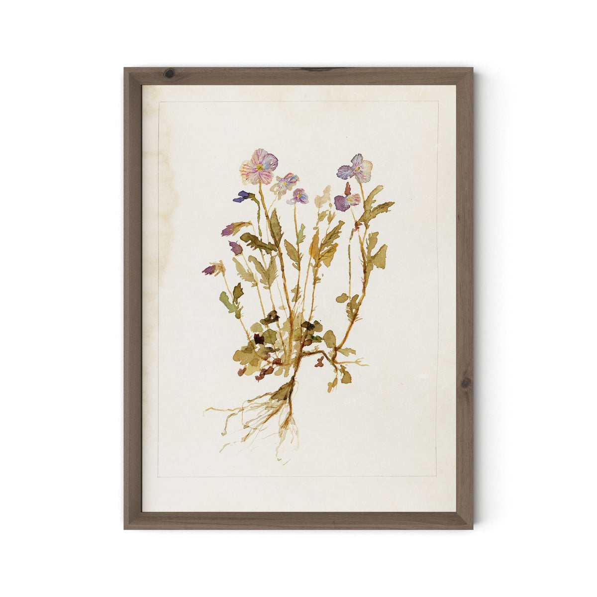 Viola No. 2 By Laurel-Dawn Latshaw