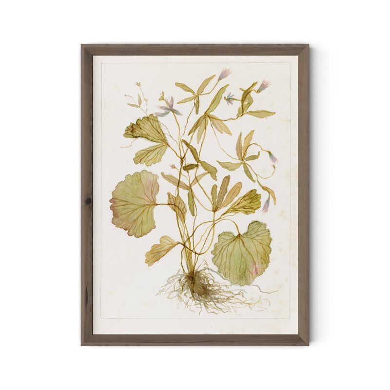 Ranunculs Abortivus No. 1 By Laurel-Dawn Latshaw