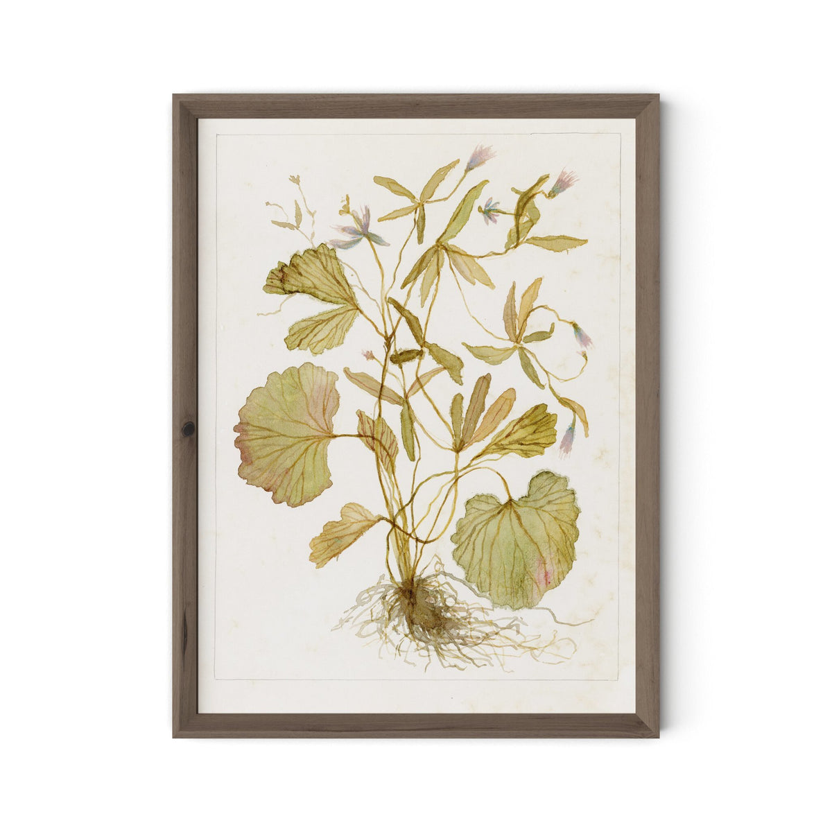 Ranunculs Abortivus No. 1 By Laurel-Dawn Latshaw - Four Hands (254410-005)