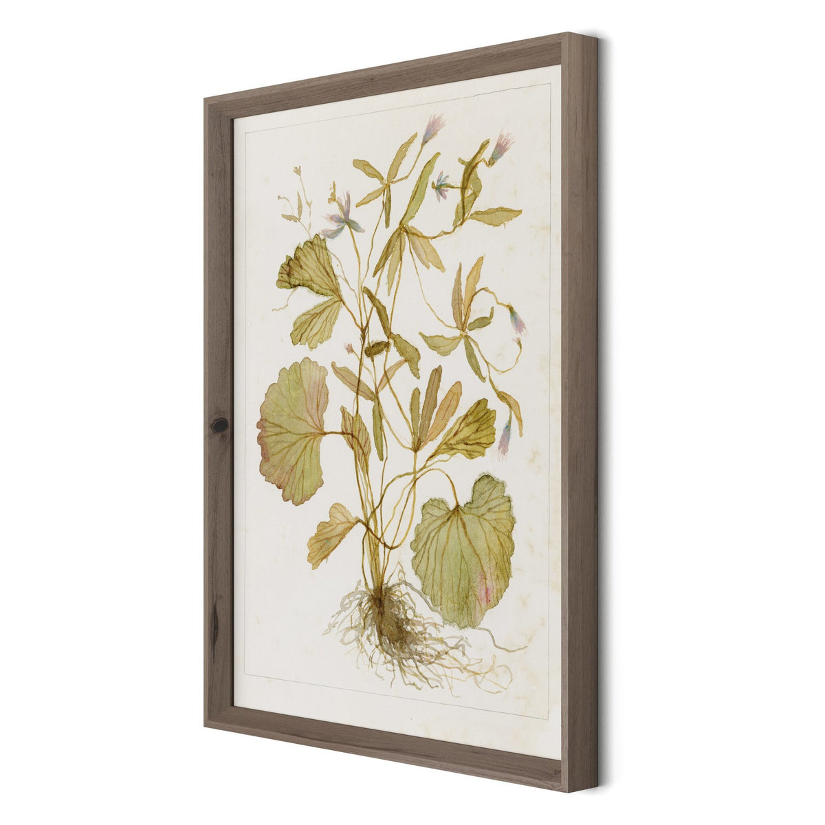 Ranunculs Abortivus No. 1 By Laurel-Dawn Latshaw
